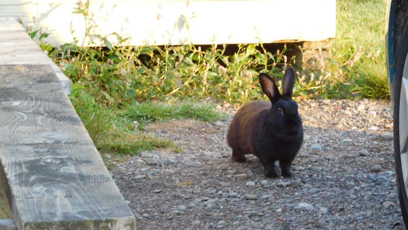 052 (3).JPG - Bunny visitor